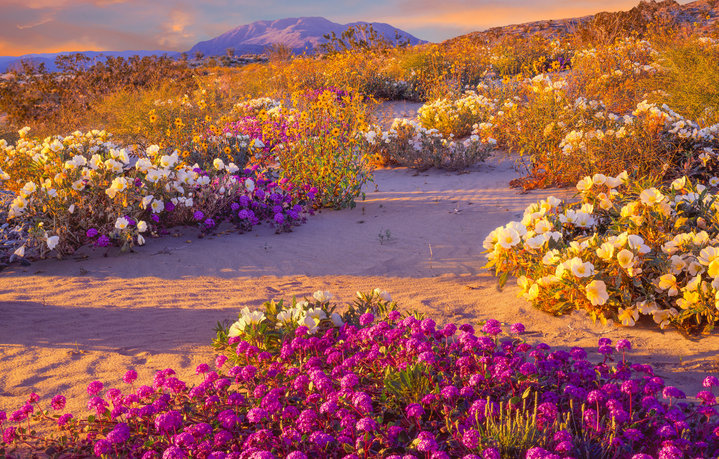Los Angeles is Blooming: Four Locations to Snap SoCal Wildflowers