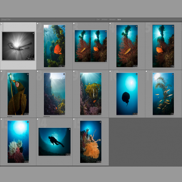 5 Easy Steps for Processing Your Underwater Photos