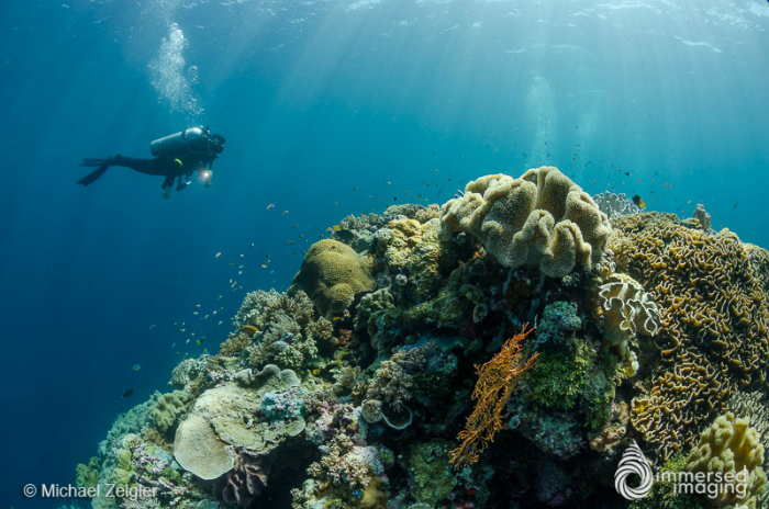 Top 5 Tips for New Underwater Photographers by Michael Zeigler