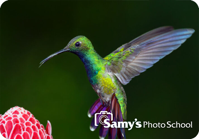 Orange County Zoo Photo Day with Sony