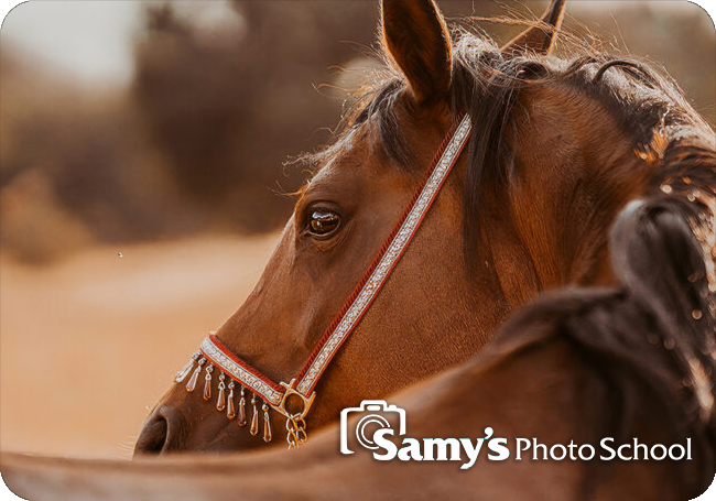 Equine Jumping Photography Workshop - Outdoor - Anabel DFlux - LA